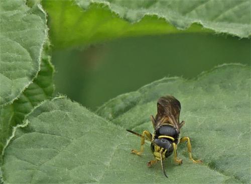 Gorytes laticinctus